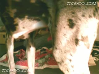 Zooskol - Animal - Dog - Zoosk